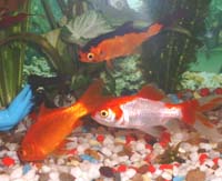 Comet, Seren and Nemo