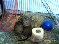 The Degus