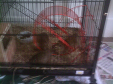 Degus at play