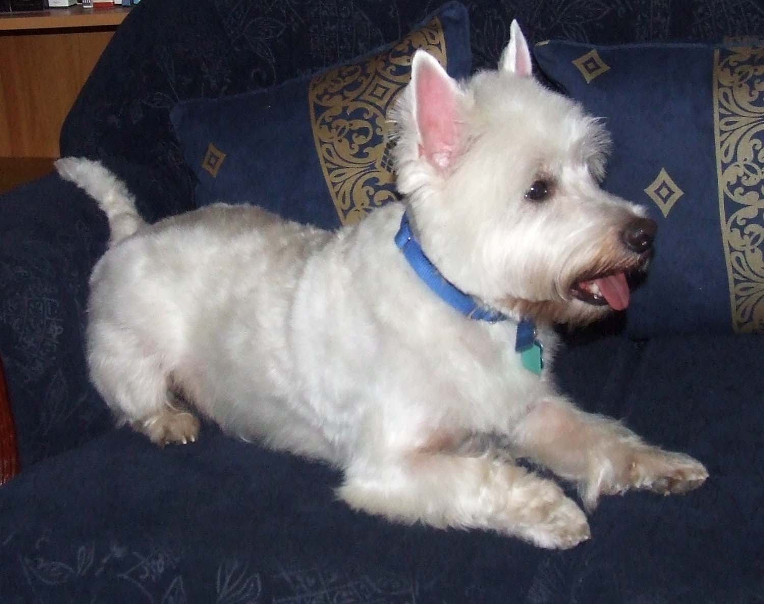 Kero the West Highland White Terrier